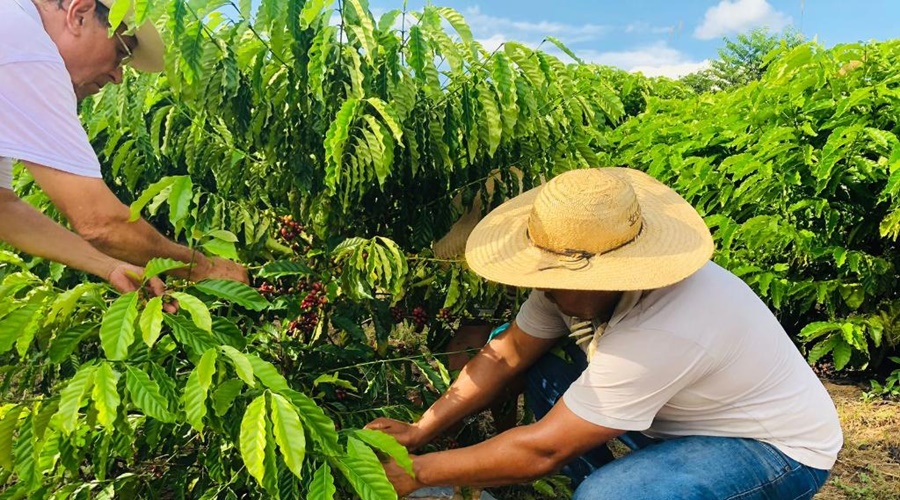 Imagem: cafe Produtores brasileiros de café e frutas podem ser beneficiados após acordo entre Mercosul e União Europeia