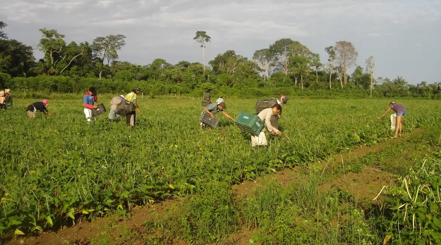 Imagem: agro Crédito privado ganha espaço no agronegócio com queda das linhas tradicionais