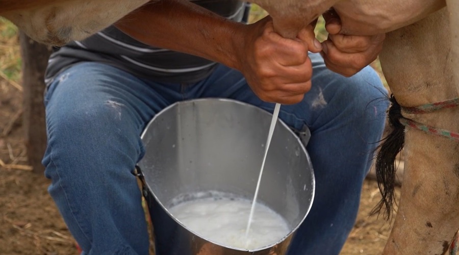 Imagem: leite Novo medicamento brasileiro combate a mastite bovina sem provocar contaminação do leite Imagem: leite Novo medicamento brasileiro combate a mastite bovina sem provocar contaminação do leite