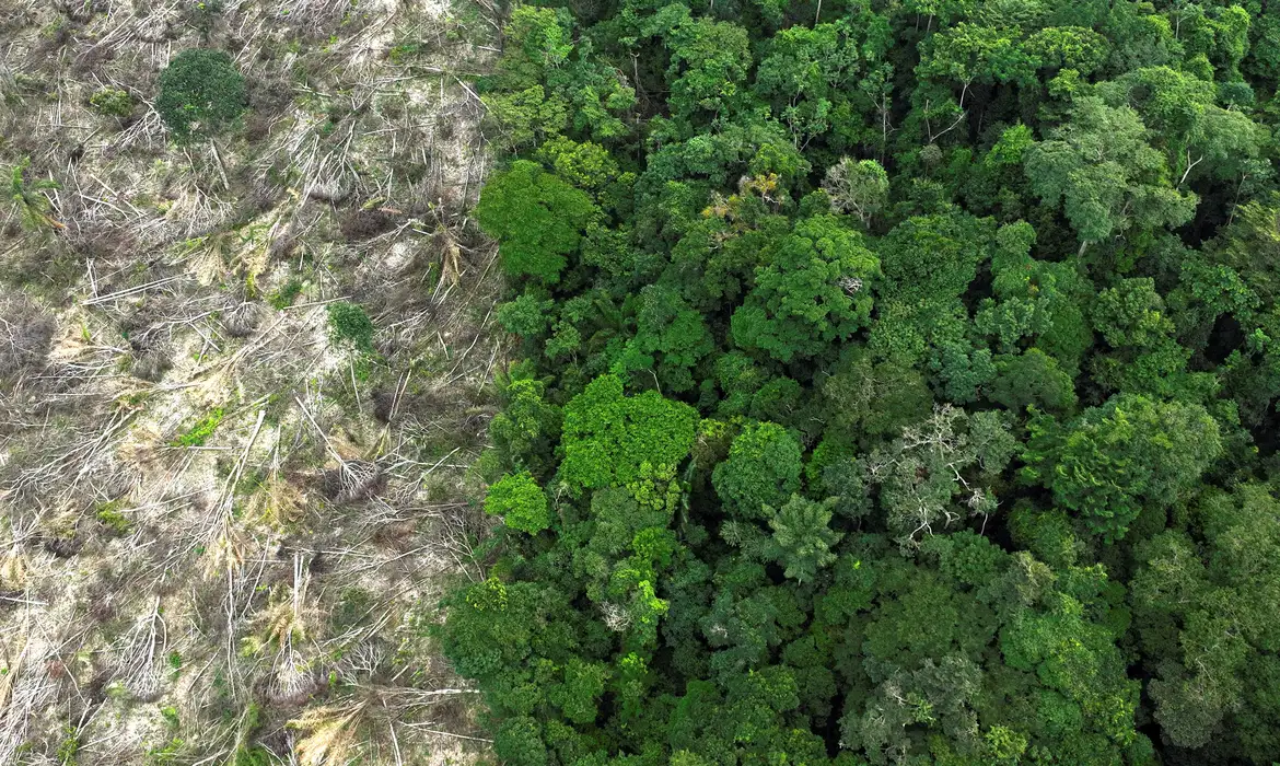 Imagem: amazonia desmatamento 1 Desmatamento caiu pela metade em comparação entre 2025 e 2022