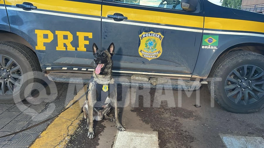 Imagem: Cao K9 Zyon Cão farejador auxilia PRF em apreensão de haxixe em ônibus na BR-364 em Rondonópolis