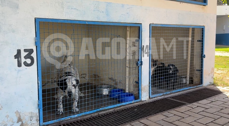 Imagem: Cibear CIBEAR de Rondonópolis atinge lotação máxima com mais de 300 animais e busca apoio para manejo