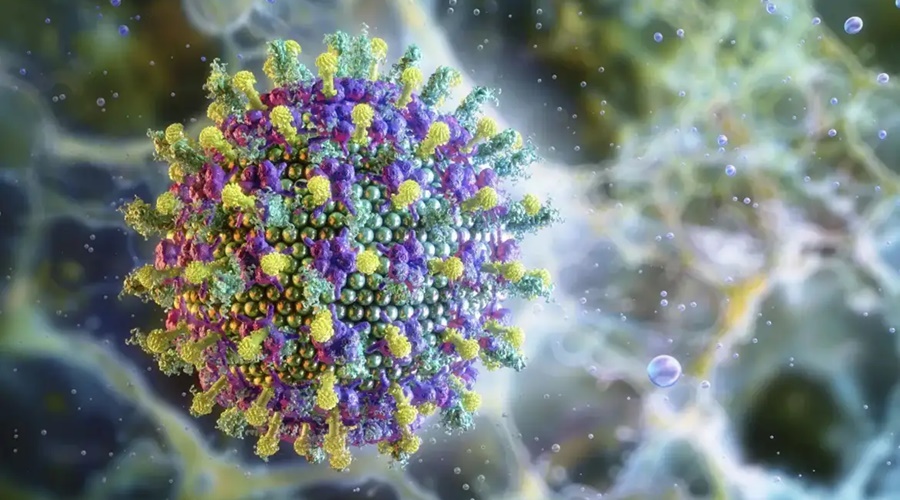 Imagem: NIPAH OMS afirma que risco do vírus Nipah é baixo na Índia, sem sinais de propagação