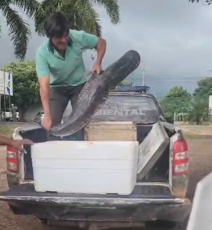 Imagem: O pescado apreendido foi doado para a instituicao da APAE Polícia Ambiental apreende 42 quilos de pescado ilegal durante fiscalização no Rio Vermelho em Rondonópolis