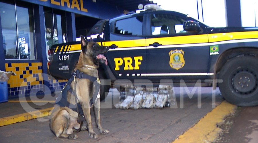 Imagem: PRF apreende droga despachada em onibus PRF apreende 43 kg de skunk em Rondonópolis durante fiscalização na BR-364 Imagem: PRF apreende droga despachada em onibus PRF apreende 43 kg de skunk em Rondonópolis durante fiscalização na BR-364