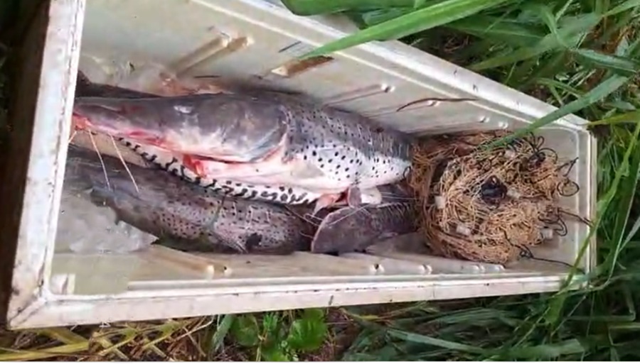 Imagem: Pescado apreendido Polícia Ambiental apreende 42 quilos de pescado ilegal durante fiscalização no Rio Vermelho em Rondonópolis