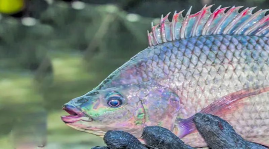 Imagem: Tilapia Temperaturas elevadas favorecem crescimento da tilápia e exigem manejo preciso