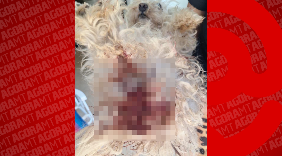 Imagem: VIDEO SITE Pitbull foge, invade casa de vizinho e deixa cão de pequeno porte com graves ferimentos