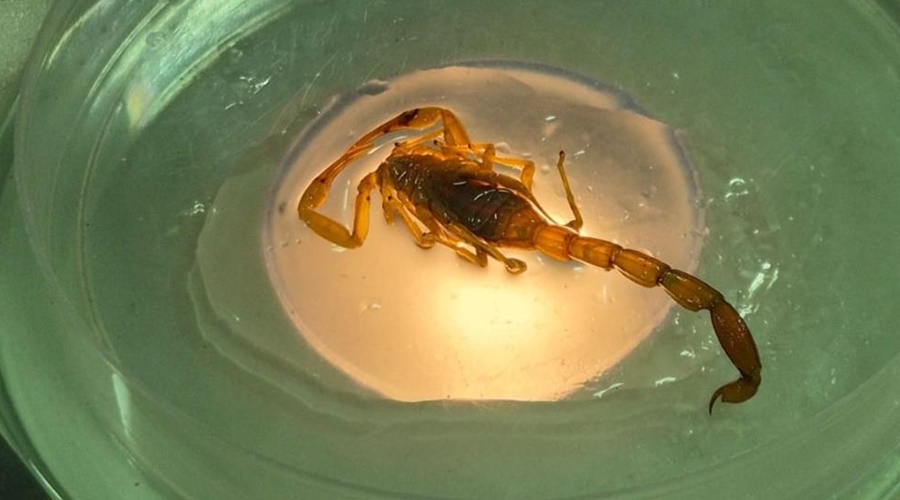 Imagem: escorpiao Mato Grosso registra 3.860 incidentes com animais peçonhentos; SES alerta população Imagem: escorpiao Mato Grosso registra 3.860 incidentes com animais peçonhentos; SES alerta população