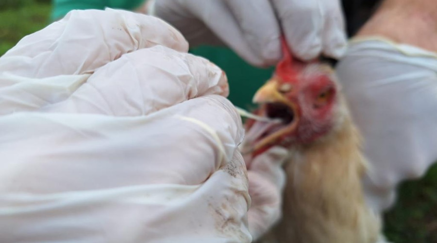 Imagem: gripe aviaria Mato Grosso confirma novo foco de gripe aviária em criação doméstica no interior do estado