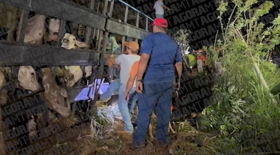 Imagem: s%C2%B4divn Carreta boiadeira tomba na MT-240 e deixa animais mortos entre Arenápolis e Santo Afonso Imagem: s%C2%B4divn Carreta boiadeira tomba na MT-240 e deixa animais mortos entre Arenápolis e Santo Afonso