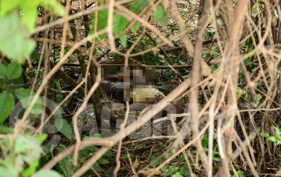 Imagem: Corpo localizado em regiao de mata Corpo é localizado na BR-364 em Rondonópolis; caso é investigado