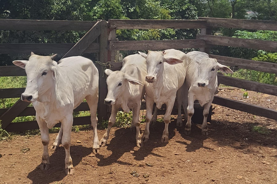Imagem: Foram recuperados 4 cabecas de gado Ação conjunta da Polícia Militar recupera gado furtado na zona rural de Jaciara e prende um suspeito