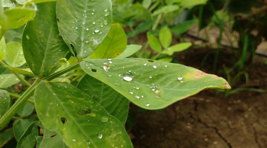 Imagem: VIDEO SITE 1 4 Chuvas persistentes afetam operações agrícolas em Mato Grosso