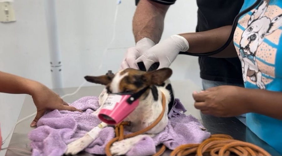 Imagem: adljmv CIBEAR realiza 1.033 consultas veterinárias em apenas 10 meses para população de baixa renda