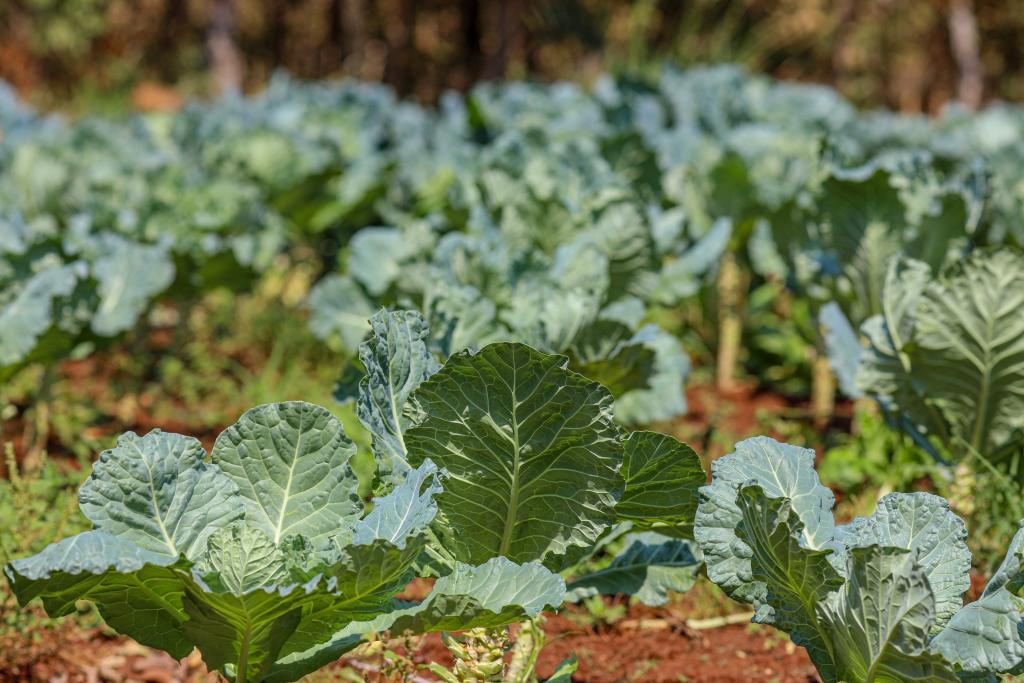 Imagem: 1o Pelotao Independente Bombeiro Militar em Pocone 9939 1 Seduc lança edital para implantação e manutenção de hortas escolares em 300 unidades da Rede Estadual Imagem: 1o Pelotao Independente Bombeiro Militar em Pocone 9939 1 Seduc lança edital para implantação e manutenção de hortas escolares em 300 unidades da Rede Estadual