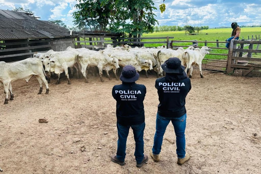 Imagem: Bovinos recuperados Polícia Civil recupera gado furtado e evita prejuízo a pecuarista de MT de mais R$ 120 mil Imagem: Bovinos recuperados Polícia Civil recupera gado furtado e evita prejuízo a pecuarista de MT de mais R$ 120 mil