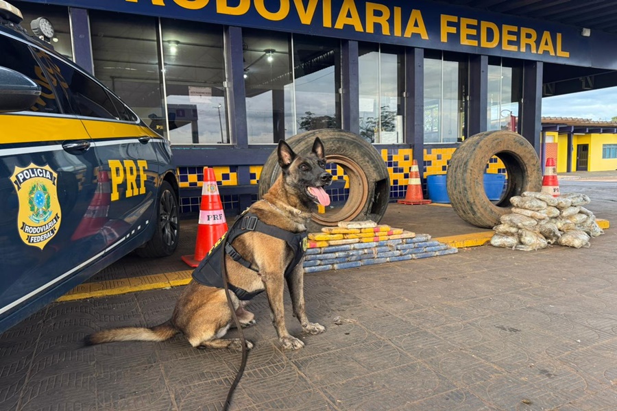 Imagem: K9 Zaer da PRF auxiliou para localizar a droga Motorista é preso pela PRF com mais de 65 kg de drogas na BR-364 em Rondonópolis