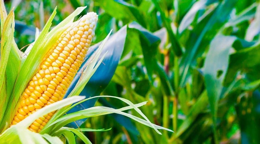 Imagem: Milho 11 Brasil lidera uso de bioinsumos no mundo, mas substituição dos fertilizantes tradicionais ainda não é realidade