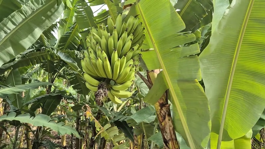 Imagem: Plantacao de banana Produção de banana impulsiona economia e gera mais empregos