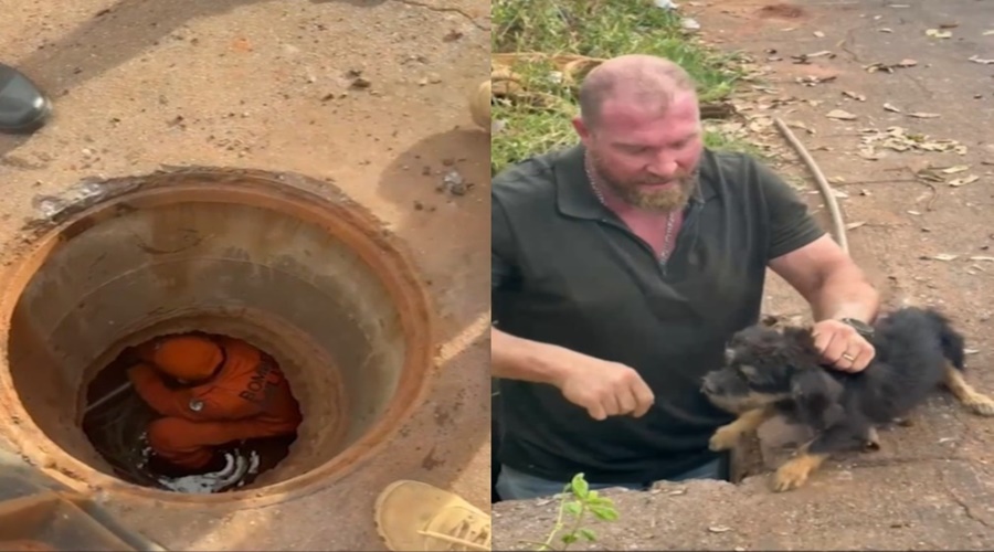Imagem: WhatsApp Image 2026 03 23 at 16.19 horz Cachorrinha é resgatada com vida após 5 dias presa em bueiro no Dom Osório