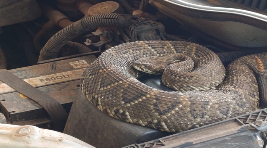 Imagem: WhatsApp Image 2026 03 27 at 12.34.18 Motorista leva susto após encontrar cascavel de grande porte dentro de carro da prefeitura de Jaciara