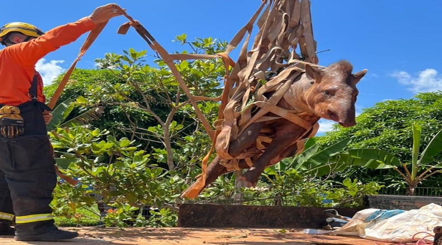 Imagem: WhatsApp Image 2026 03 30 at 14.45.00 Corpo de Bombeiros resgata anta ferida às margens da BR-163