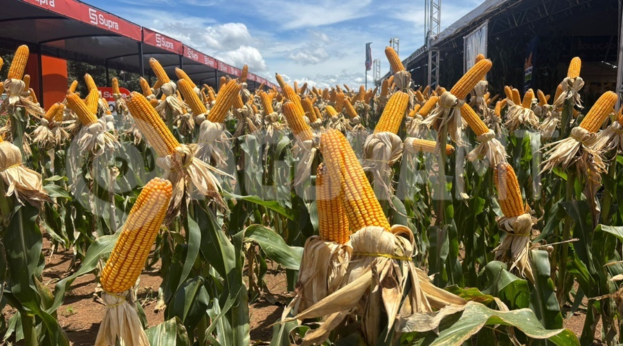 Imagem: adjnv AMAGGI apresenta soluções e oportunidades de negócios para produtores rurais durante a Farm Show 2026 Imagem: adjnv AMAGGI apresenta soluções e oportunidades de negócios para produtores rurais durante a Farm Show 2026
