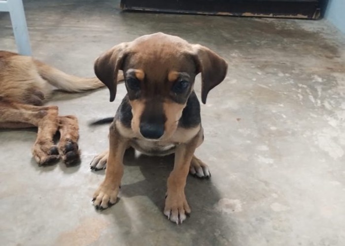 Imagem: cats 31 Abandono de animal termina com mulher detida pela Polícia Militar em Mato Grosso; veja o Vídeo Imagem: cats 31 Abandono de animal termina com mulher detida pela Polícia Militar em Mato Grosso; veja o Vídeo