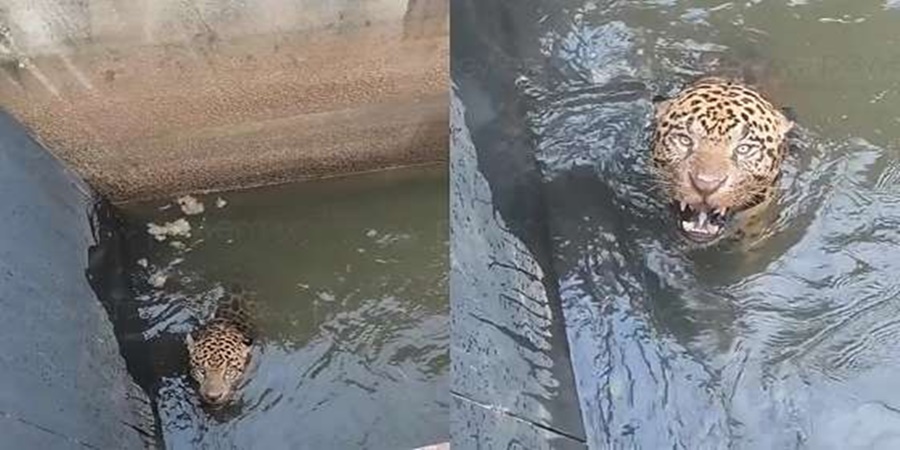 Imagem: cats 70 Onça pintada é resgatada em situação de risco após ficar presa em canal de usina em Juscimeira Imagem: cats 70 Onça pintada é resgatada em situação de risco após ficar presa em canal de usina em Juscimeira