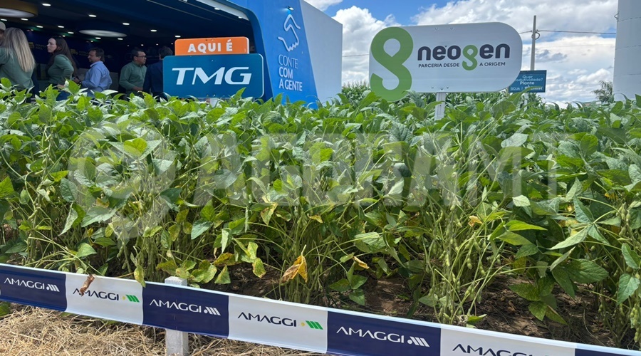 Imagem: dkvs AMAGGI apresenta soluções e oportunidades de negócios para produtores rurais durante a Farm Show 2026 Imagem: dkvs AMAGGI apresenta soluções e oportunidades de negócios para produtores rurais durante a Farm Show 2026
