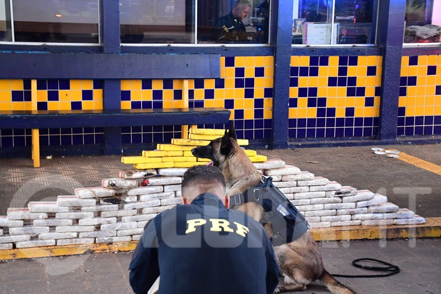 Imagem: A apreensao foi realizada com o apoio do cao farejador Grande quantidade de drogas avaliada em mais de R$ 5 milhões é apreendida pela PRF em Rondonópolis