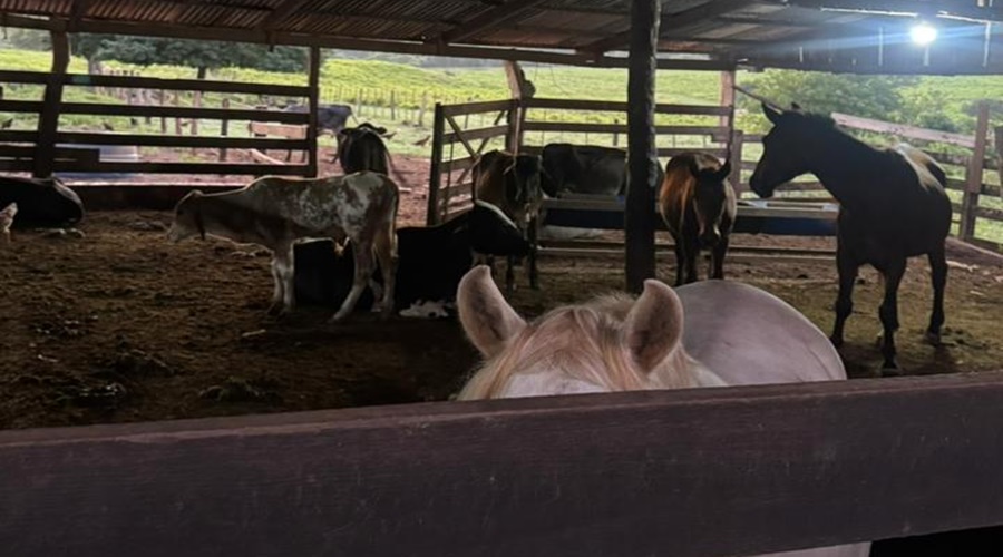 Imagem: AJDVN Polícia Civil realiza operação “Curral do Crime” contra furto de gado em Jaciara Imagem: AJDVN Polícia Civil realiza operação “Curral do Crime” contra furto de gado em Jaciara