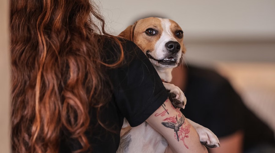 Imagem: CACHORRO Lei que define normas para “guarda compartilhada” de pets é sancionada no Brasil