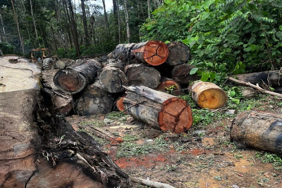 Imagem: Madeira ilegal Sema apreende máquinas e aplica multa de R$ 200 mil por extração ilegal durante fiscalização ambiental Imagem: Madeira ilegal Sema apreende máquinas e aplica multa de R$ 200 mil por extração ilegal durante fiscalização ambiental