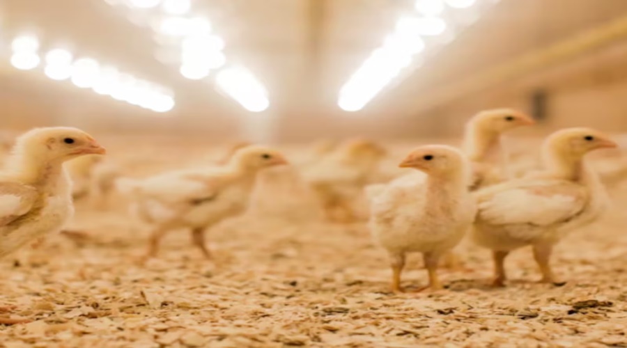 Imagem: Racao ave Produção de ração avança e mantém força da proteína animal no mercado global