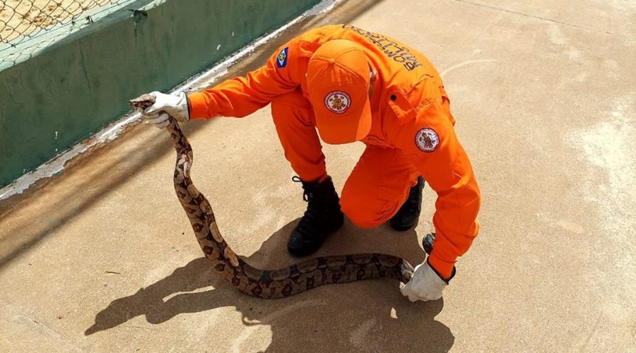 Imagem: WhatsApp Image 2026 04 07 at 15.02.18 Bombeiros militares resgatam cobra jiboia de aproximadamente 1,5 metro em área de lazer Imagem: WhatsApp Image 2026 04 07 at 15.02.18 Bombeiros militares resgatam cobra jiboia de aproximadamente 1,5 metro em área de lazer