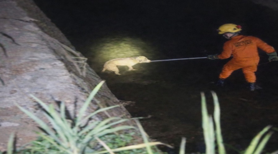 Imagem: WhatsApp Image 2026 04 16 at 14.03.04 Após cair em córrego, cão cego é resgatado com vida pelos bombeiros no Jardim Primavera