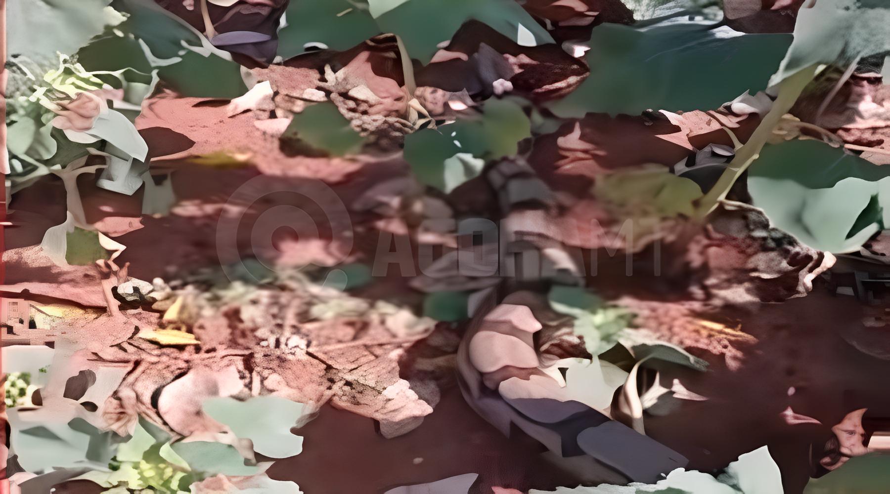 Imagem: WhatsApp Image 2026 04 23 at 14.08.22 1 Jiboia de quase dois metros surpreende visitantes em campo de girassóis; apesar do susto, espécie não é venenosa 