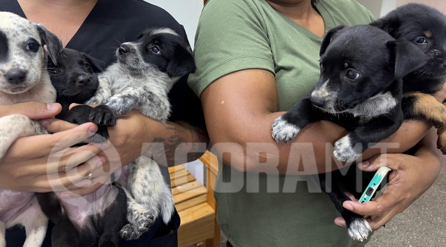 Imagem: aakdnv%C2%B4d 1 Filhotes abandonados em caixas de papelão no Anel Viário são resgatados pelo Cibear e aguardam adoção