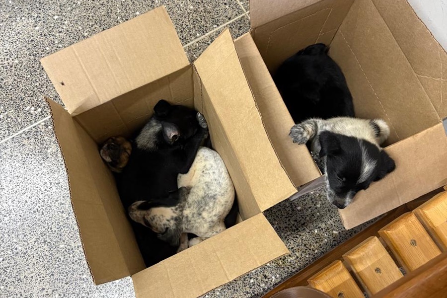 Imagem: adjvn Filhotes abandonados em caixas de papelão no Anel Viário são resgatados pelo Cibear e aguardam adoção