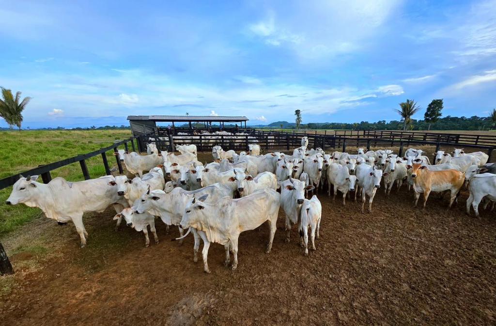 Imagem: bovino02 Campanha de atualização de estoque de rebanhos começa sexta-feira em Mato Grosso