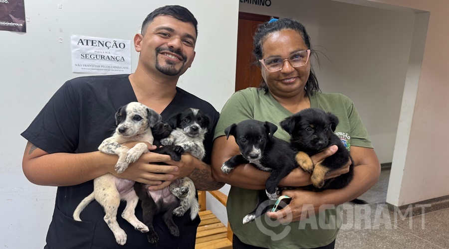 Imagem: scdv Filhotes abandonados em caixas de papelão no Anel Viário são resgatados pelo Cibear e aguardam adoção