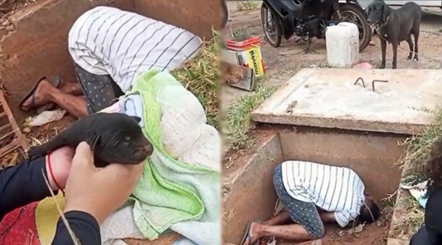 Imagem: Caes resgatados no Jardim Atlantico Três filhotes de cachorro são resgatados após ficarem presos em bueiro no Jardim Atlântico Imagem: Caes resgatados no Jardim Atlantico Três filhotes de cachorro são resgatados após ficarem presos em bueiro no Jardim Atlântico