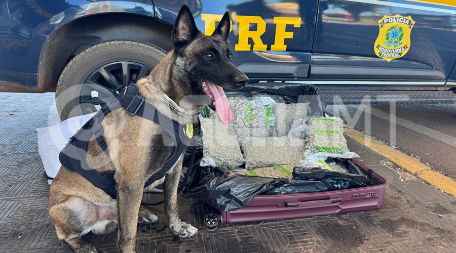 Imagem: SFJKNVF Cão farejador da PRF de Rondonópolis localiza mais de 11 kg de skunk em ônibus interestadual