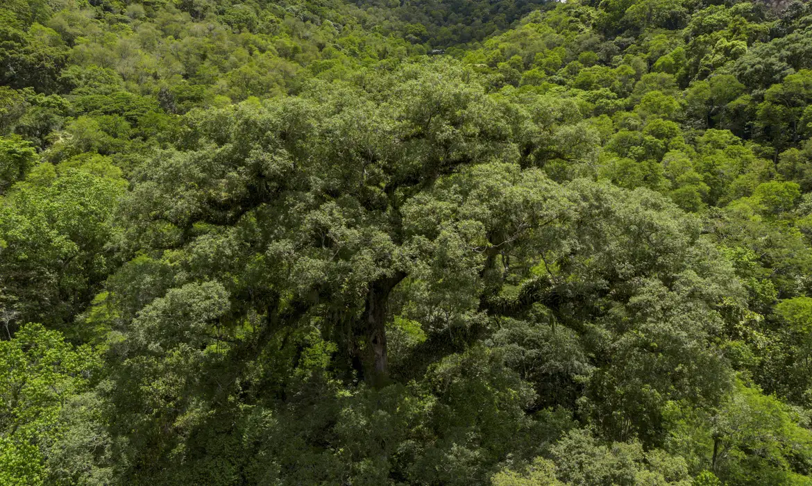 Imagem: dji 0467 3 Desmatamento da Mata Atlântica tem queda de 28% em um ano, segundo Fundação SOS Mata Atlântica