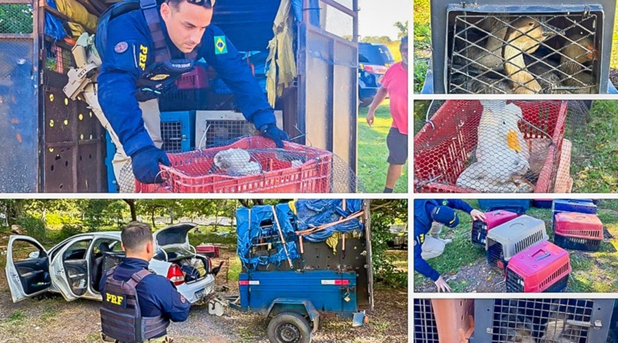 Imagem: skfnb PRF resgata 52 animais transportados em condições de maus-tratos na BR-364 em Cuiabá