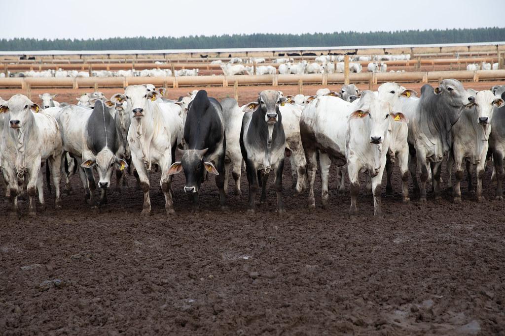 Imagem: 52425016331 afa098acee b China reconhece Brasil como livre de febre aftosa e impulsiona exportações de carne de MT