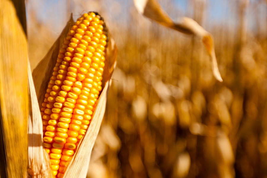 Imagem: Safra milho Desenvolvimento da segunda safra de milho anima agricultores no Mato Grosso