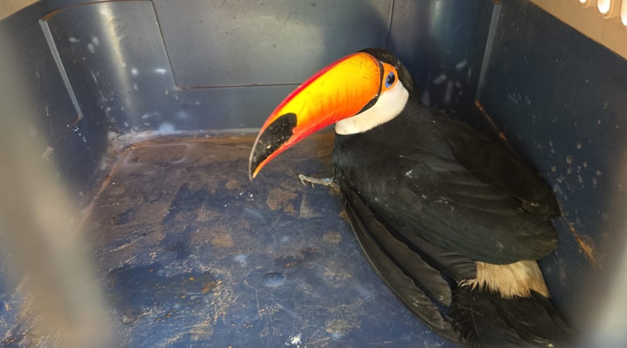 Imagem: Tucano resgatado Rondonópolis | Ação da PM Ambiental garante resgate e tratamento de lobo-guará e tucano Imagem: Tucano resgatado Rondonópolis | Ação da PM Ambiental garante resgate e tratamento de lobo-guará e tucano